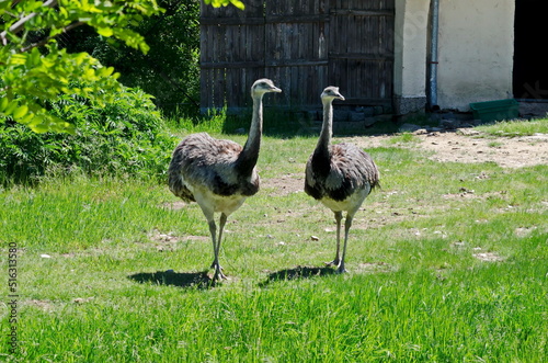 Portrait of emu or smiling ostriches in part of summer park, Sofia, Bulgaria 