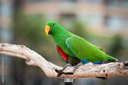 Green Eclectus parrots and corpus bird or a wooden bar.