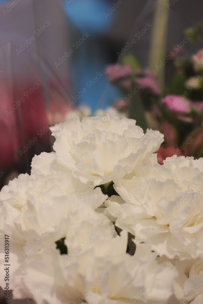 Fototapeta premium A white carnation flower