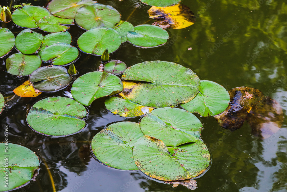 Beautiful water lilies in the park in the fountain. Green water lily leaves in the water on the lake. Beautiful water lilies in the park in the fountain. Green water lily leaves in the water on the lake.