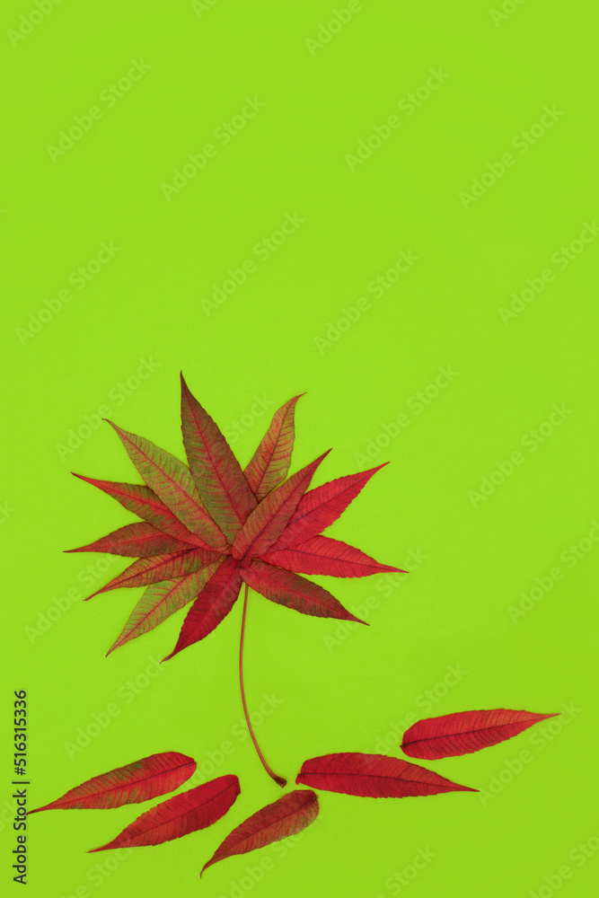 Fototapeta premium Staghorn sumac leaf abstract tree shape Autumn design concept with vivid russet Fall colours on green background. Minimal surreal nature leaves composition. Rhus typhina.