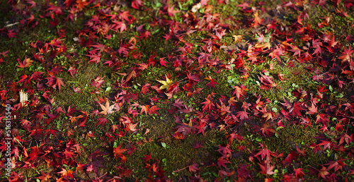 Red maple leaves fall on the moss-covered ground in the autumn garden. © Pond Thananat