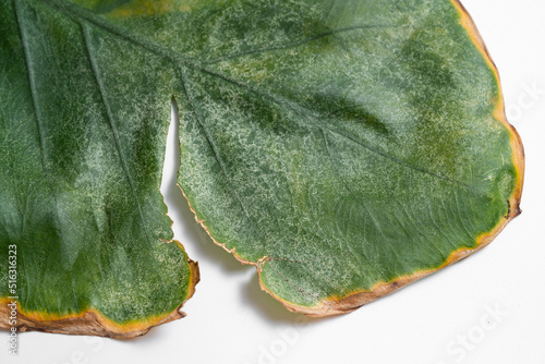 Close up of Alocasia Macrorrhiza Black Stem leaf turn yellow due to spider mites in isolated white background. Spider mites infest, pesticide needed. photo