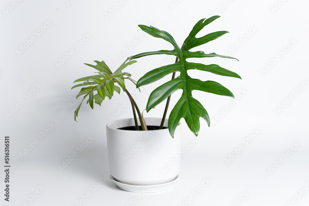 Philodendron Mayoi in white ceramic pot with isolated white background