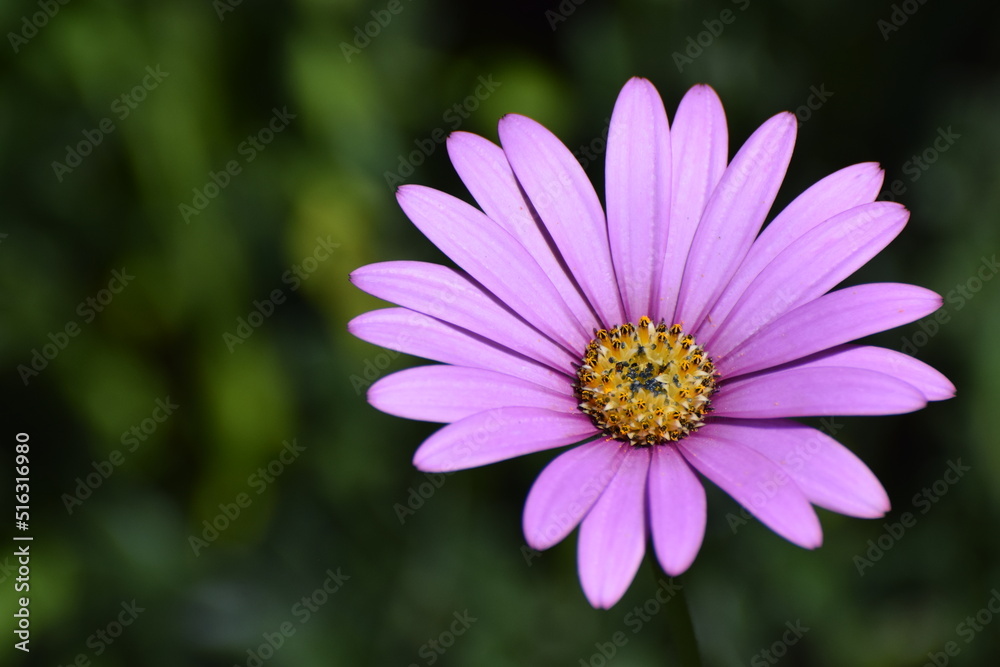 A single Lilac purple coloured African Daisy flower Osteospermum jucundum Blackthorn