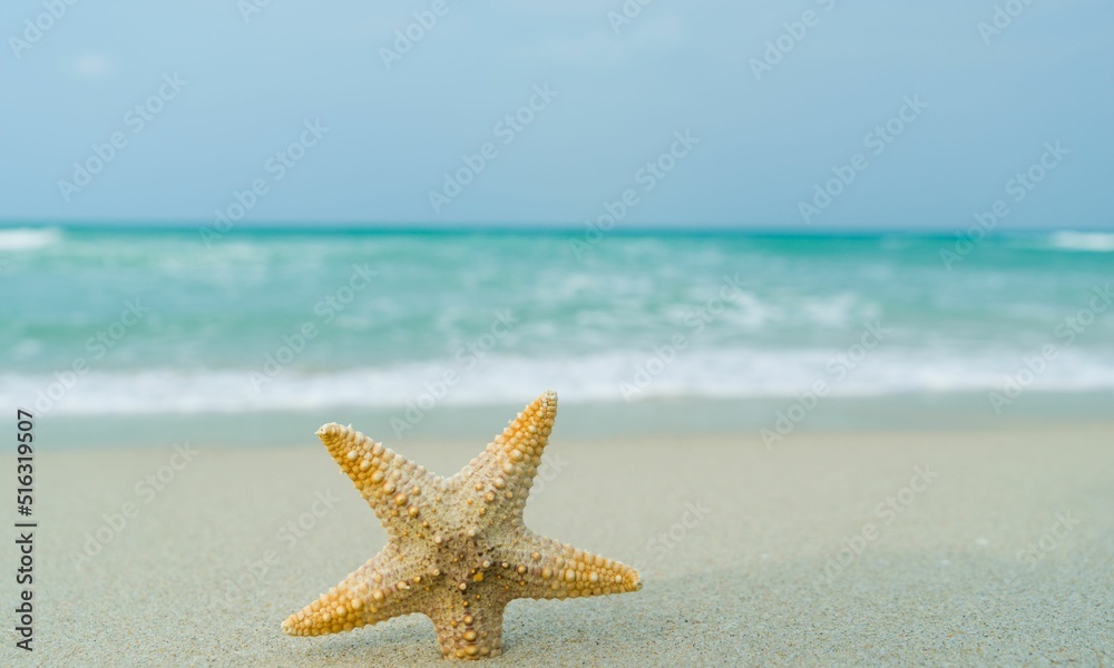 Starfish Background Very Cool Starfish Background Very Cool