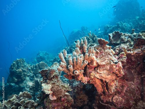 Seascape with big sponge, various fish, and coral in the coral reef of the Caribbean Sea, Curacao