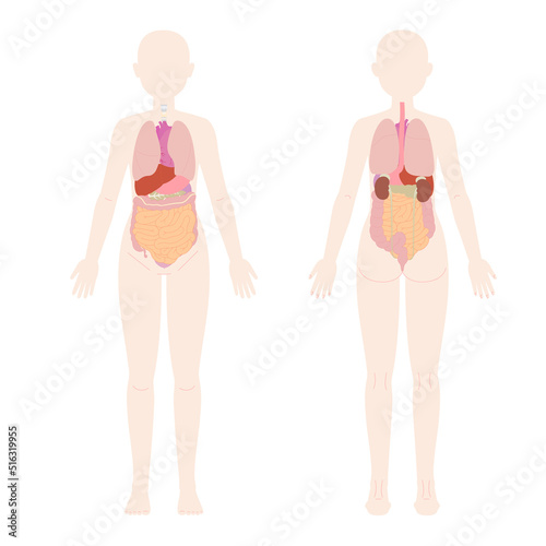女性の前面と背面の人体図と臓器