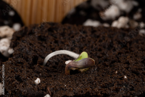 seedling in soil
