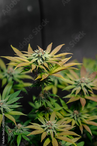 Colourful Marijuana Plant  in Flower