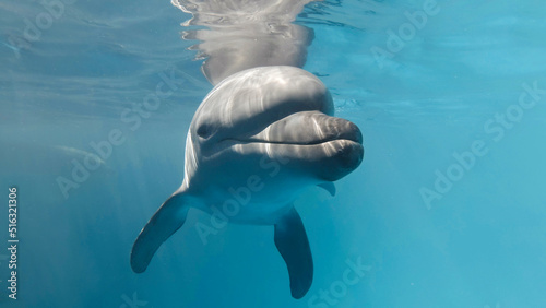 Fotografia Young curious bottlenose dolphin looks at in the camera and smiles