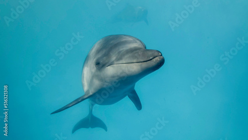 Young curious bottlenose dolphin looks at in the camera and smiles. Dolphin Selfie. Close up