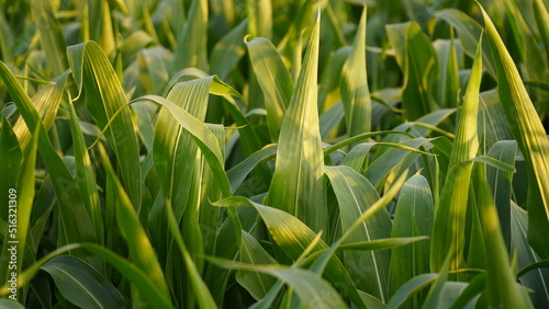 Green field of ripening corn, agricultural landscape. Young corn plants. Corn plantations at sunset. Against the backdrop of the sun.