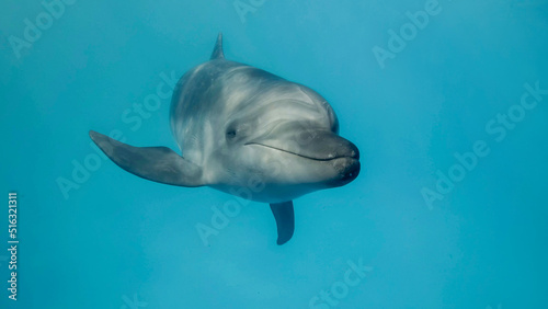 Young curious bottlenose dolphin looks at in the camera and smiles.  Dolphin Selfie. Close up photo