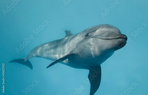 Photo Young curious bottlenose dolphin looks at in the camera and smiles