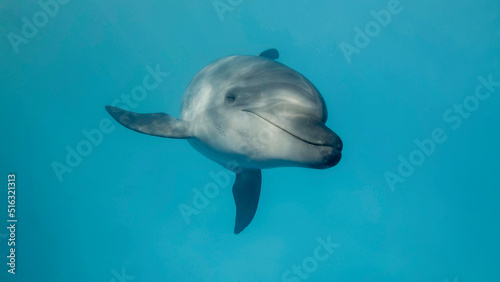 Young curious bottlenose dolphin looks at in the camera and smiles.  Dolphin Selfie. Close up