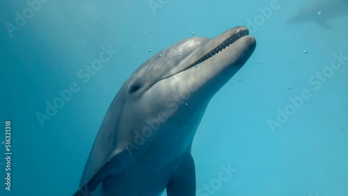 Young curious bottlenose dolphin looks at in the camera and smiles open-mouthed. Dolphin selfies. close up