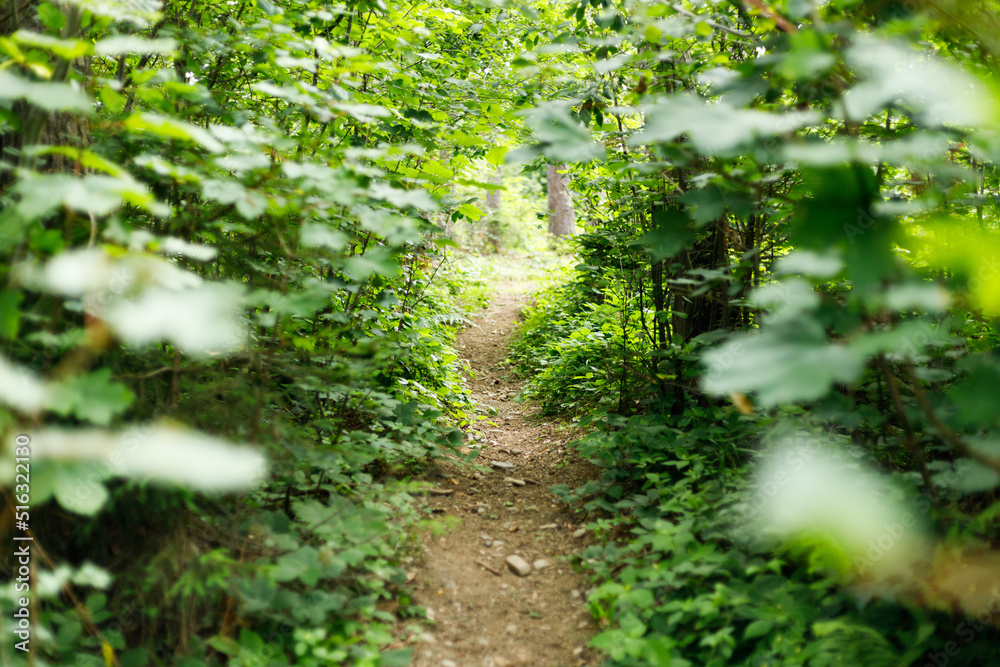Forest path for a walk, summer plants in the park, ecology. Forest path for a walk, summer plants in the park, ecology.
