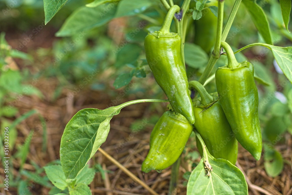 green chili pepper or chili pepper is ready to harvest in the garden