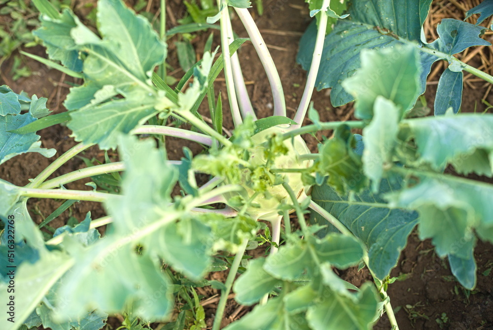 Kohlrabi cabbage growing in garden. Kohlrabi or turnip cabbage in vegetable bed. Kohlrabi cabbage growing in garden. Kohlrabi or turnip cabbage in vegetable bed.