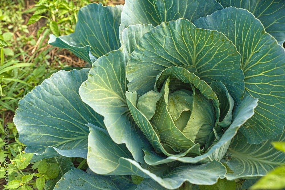 Fototapeta premium Fresh cabbage from the farm field. green cabbage plants. Non-toxic cabbage. Non-toxic vegetables. Organic farming.
