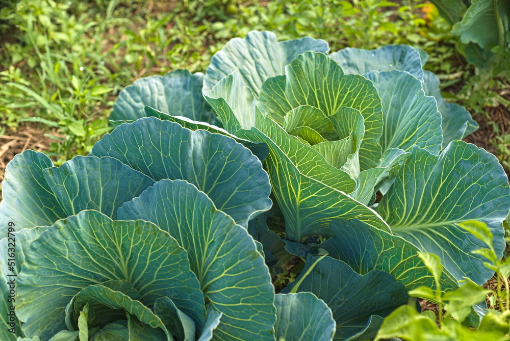 Fresh cabbage from the farm field. green cabbage plants. Non-toxic cabbage. Non-toxic vegetables. Organic farming.