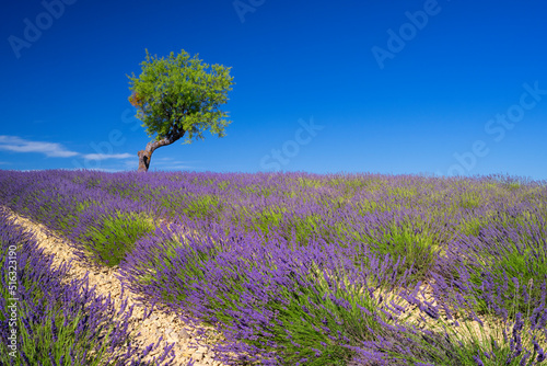 View of lavender field with tree in summer