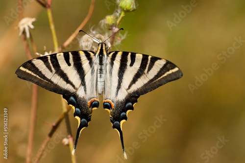 Iphiclides feisthamelii or the milksucker, is a species of Lepidoptera ditrisio of the family Papilionidae photo