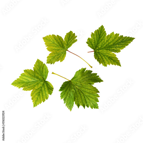 Four green fresh currant leaves on a white background. Isolated