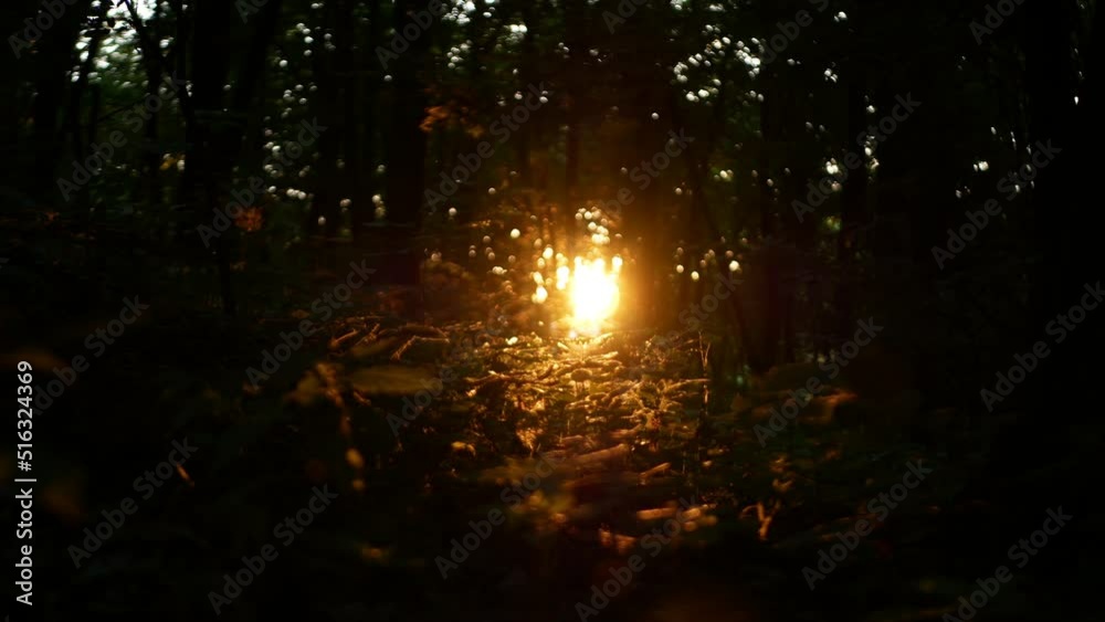 Bright sunlight breaks through the dense forest. Bright sunlight breaks through the dense forest.