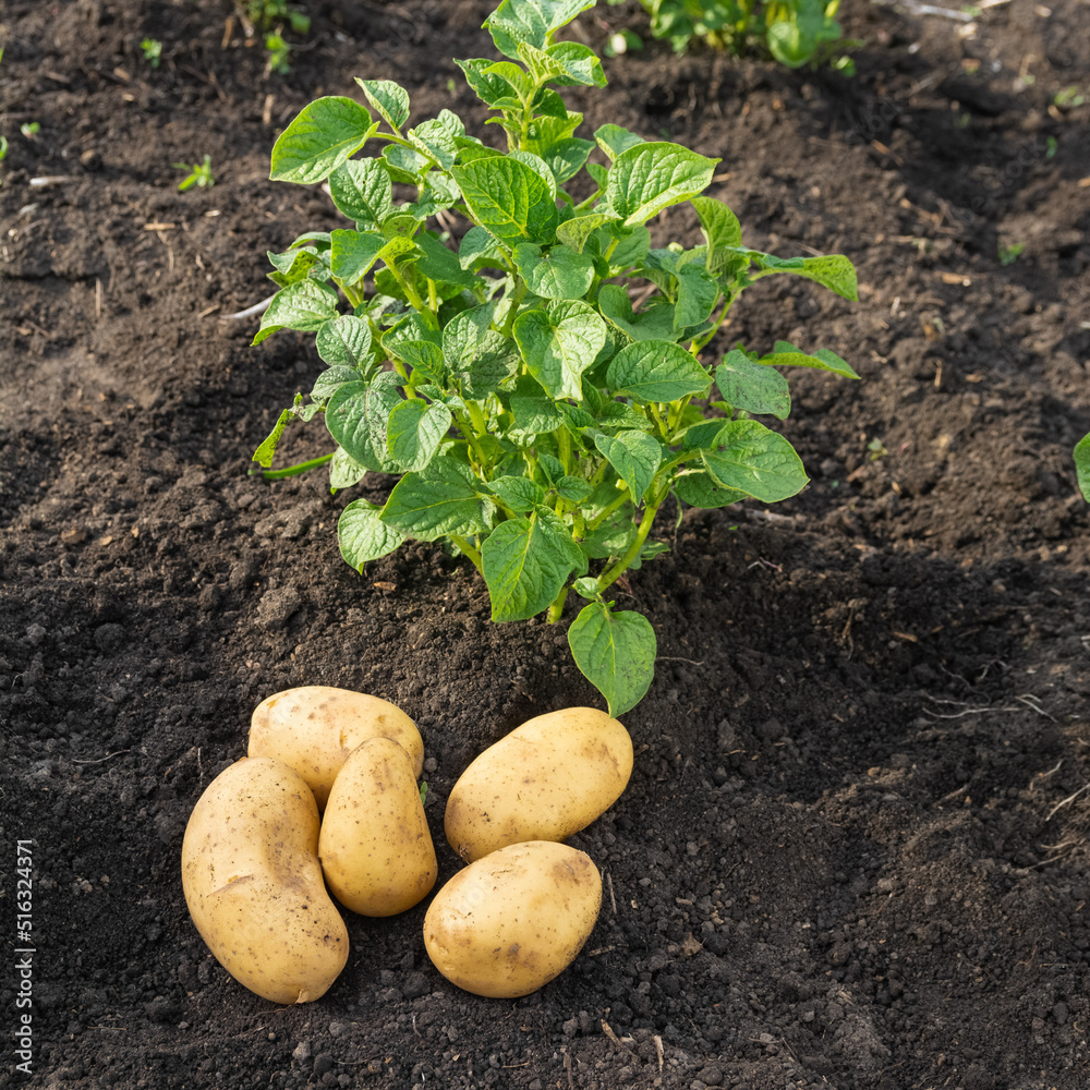 A bunch of fresh white potatoes is in the garden. Potatoes grow in the garden in summer A bunch of fresh white potatoes is in the garden. Potatoes grow in the garden in summer