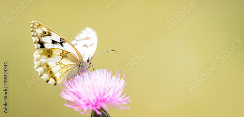 Melanargia lachesis or Iberian medioluto, is a species of Lepidoptera ditrisio of the family Nymphalidae photo