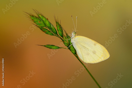 Pieris rapae or cabbage white, is a species of lepidopteran insect of the Pieridae family photo
