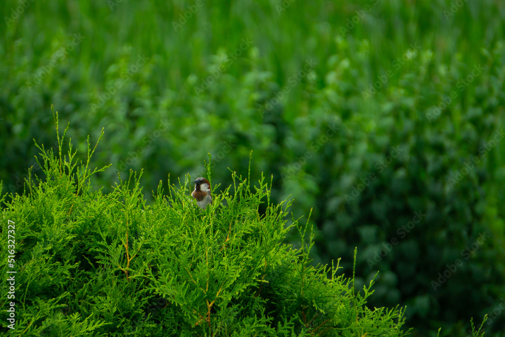 Sparrow sits on green hedge