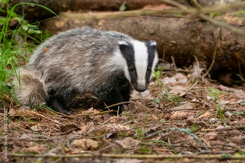 Badger at the forest floor