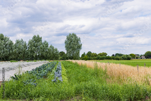 Nature inclusive organic agriculutral with strip cultivation in De Glind Barneveld in Gelderland The Netherlands photo