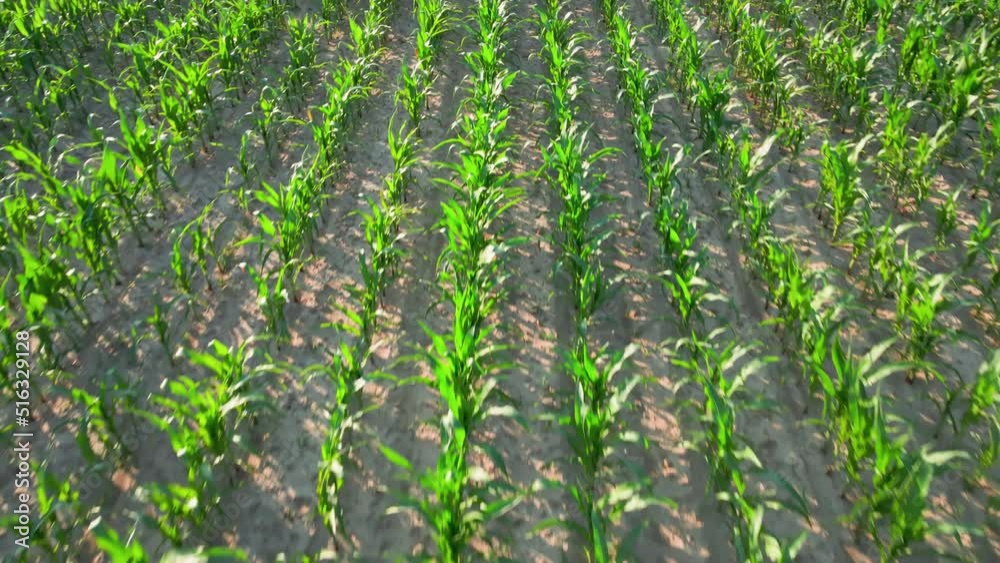 Drone flight over agricultural green field with corn maize plants, Rural countryside environment
