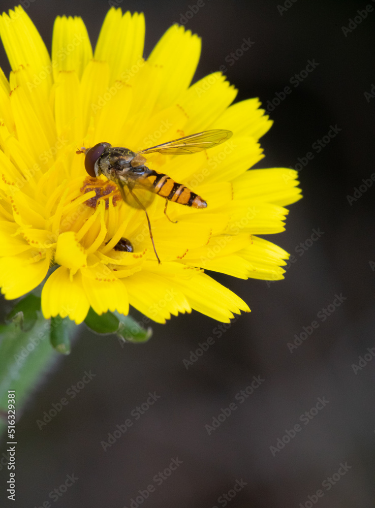 Schwebewespe, Insekt, Makro, Blume, Blüte, Natur, BIO, Schwebewespe, Insekt, Makro, Blume, Blüte, Natur, BIO,