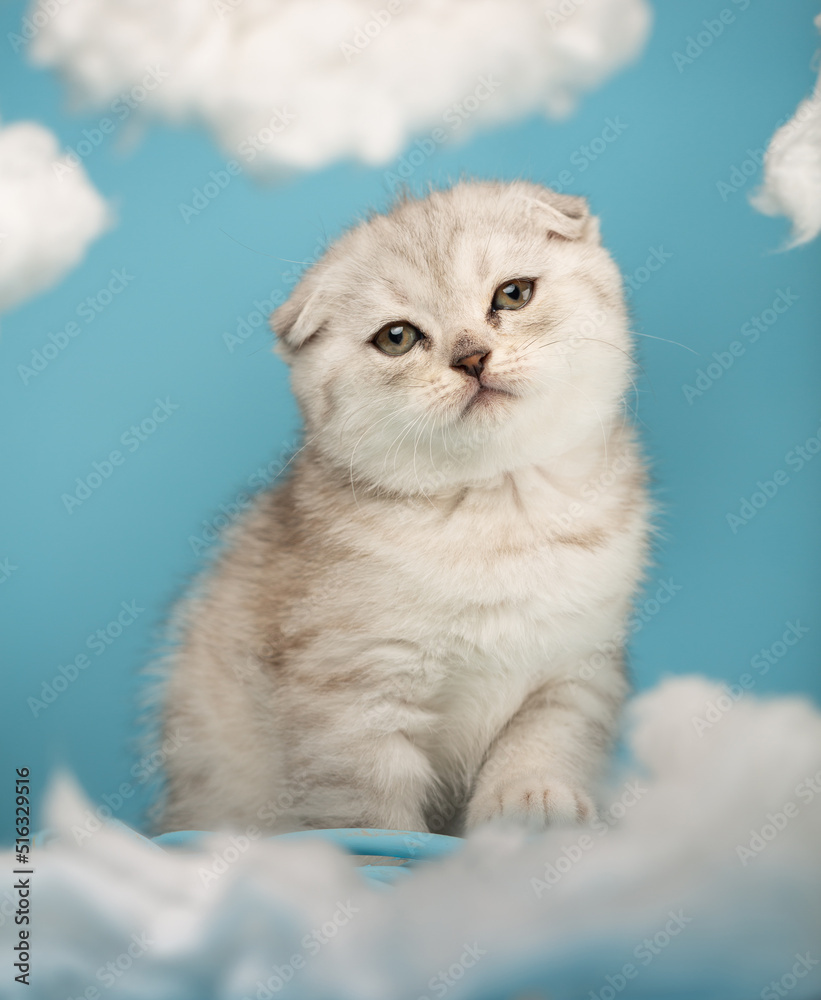 Small Scottish kitten with a long mustache poses in front of the camera on a blue background.
