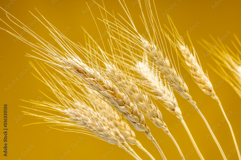 spikelets of wheat close-up on a yellow background spikelets of wheat close-up on a yellow background