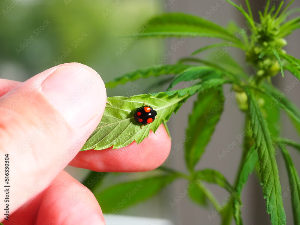 Ladybug sitting on the marijuana plant leaves. Cannabis farm insect