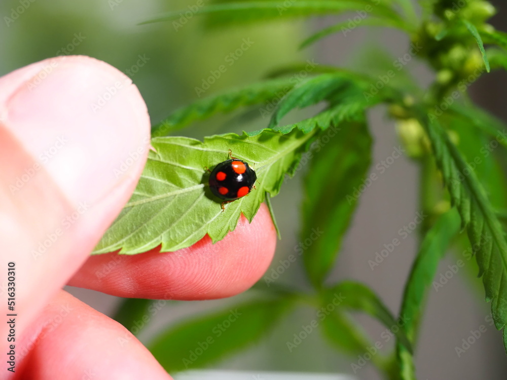 Ladybug sitting on the marijuana plant leaves. Cannabis farm insect Ladybug sitting on the marijuana plant leaves. Cannabis farm insect