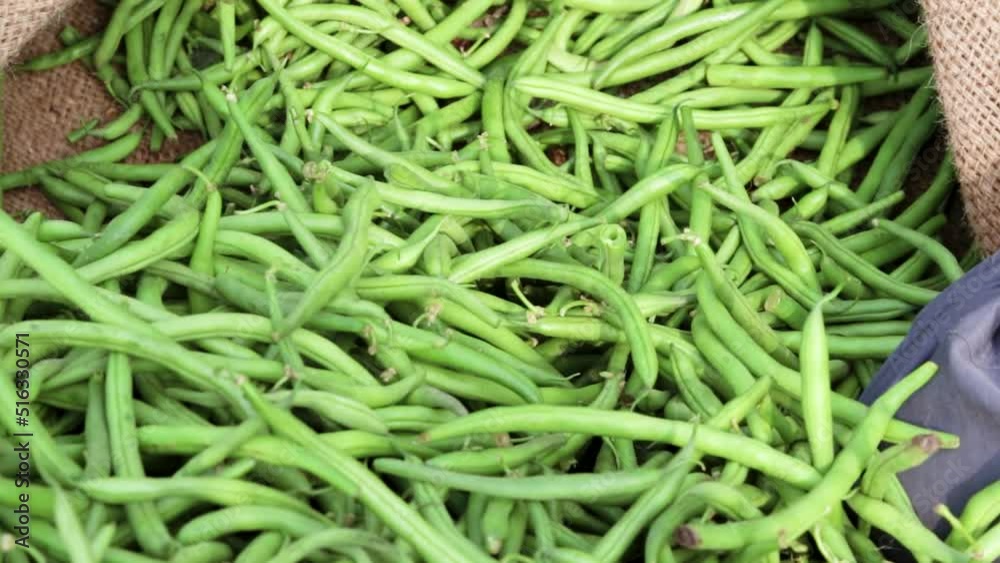 fresh organic green beans from farm close up from different angle fresh organic green beans from farm close up from different angle