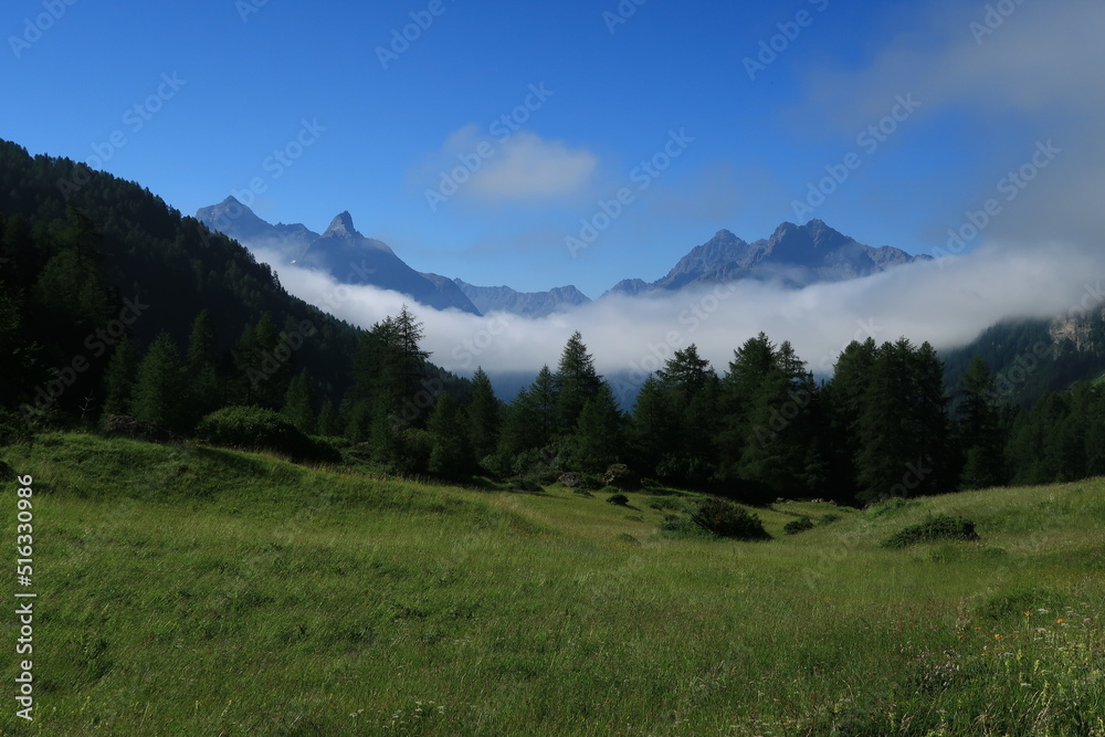 Summer in the mountains with alpine fields in the foreground and mountains in the background