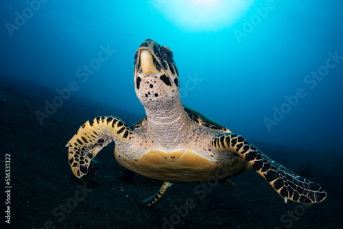 Hawksbill Turtle - Eretmochelys imbricata swims along coral reefs. Underwater world of Tulamben  Bali  Indonesia.
