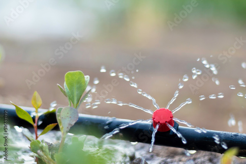 Close up view of drip irrigation pipe puring water into the plantation in the orchard
