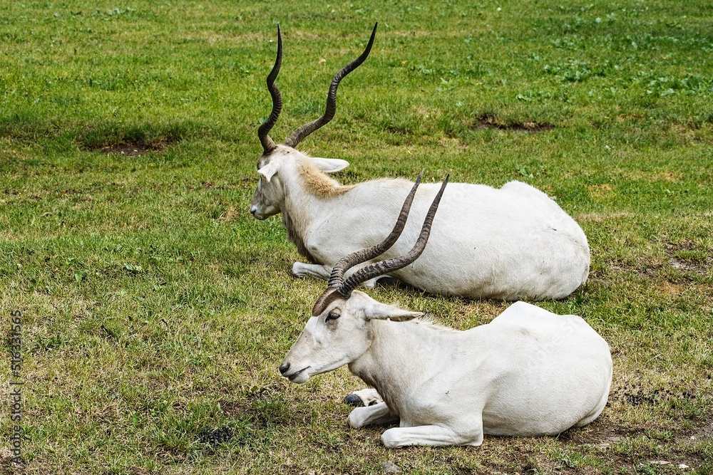 Two addax resting on their grassy exposition at the Prague Zoo Two addax resting on their grassy exposition at the Prague Zoo