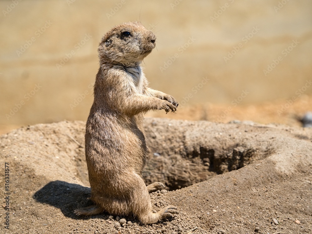 Black-tailed prairie dog standing on its hind legs and observing the surroundings, Zoo Prague Black-tailed prairie dog standing on its hind legs and observing the surroundings, Zoo Prague