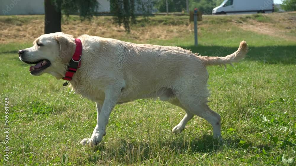 The dog shakes itself off after bathing.The Labrador shakes off the water. The dog shakes itself off after bathing.The Labrador shakes off the water.