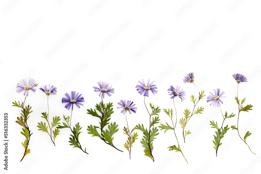 Naklejka premium Pressed dried flower pattern isolated on white background